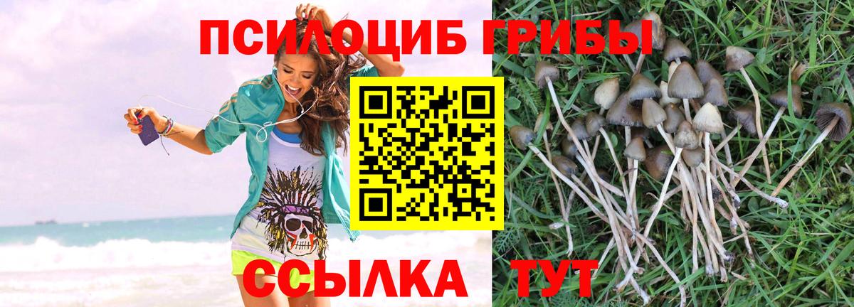 Псилоцибиновые грибы мицелий Свободный
